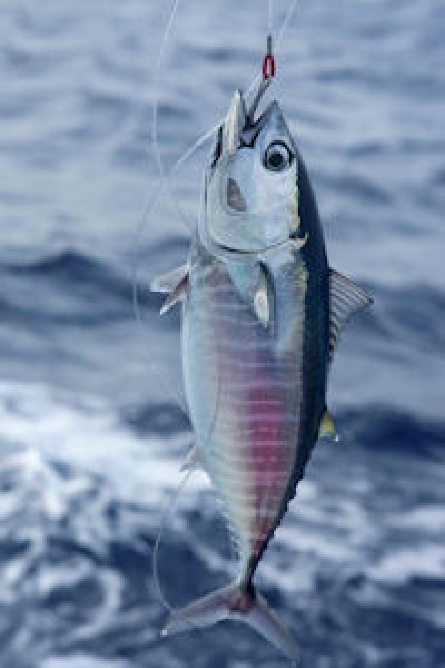 Marine Conservation Society launches sustainable seafood scheme for restaurants Marine Conservation Society launches sustainable seafood scheme for restaurants