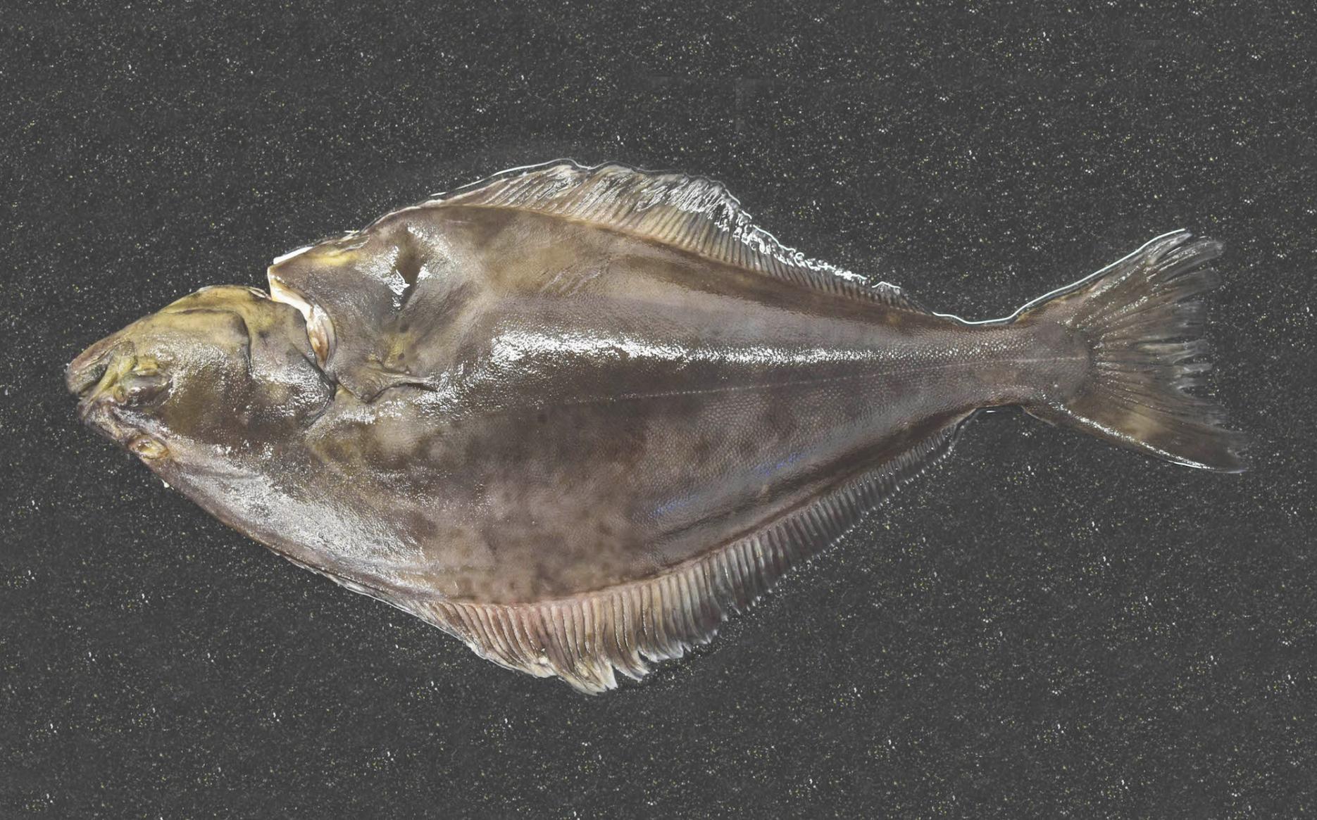 Growing concern about the sustainability of halibut Direct Seafoods warns chefs on halibut sustainability